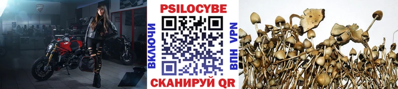 купить наркотики сайты  Новозыбков  МЕГА сайт  Псилоцибиновые грибы прущие грибы 